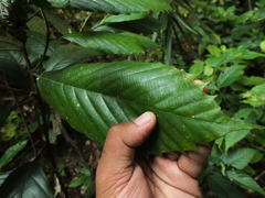 Dipterocarpus indicus