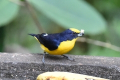 Euphonia
