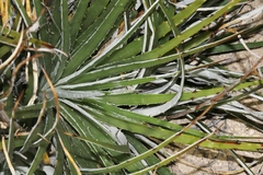 Hechtia texensis