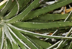 Hechtia texensis