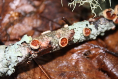 Nidulariaceae