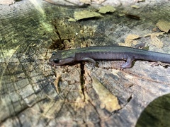 Plethodon metcalfi