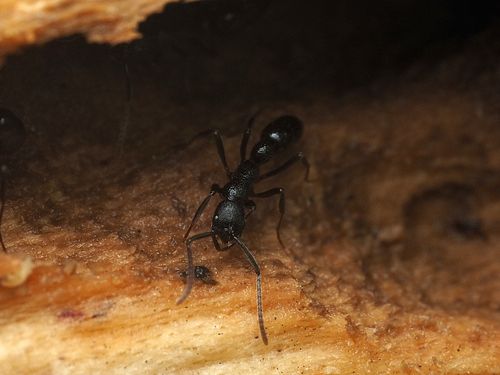 刻腹细颚猛蚁Leptogenys punctiventris
