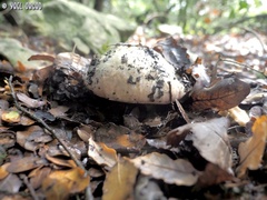Rubroboletus pulchrotinctus