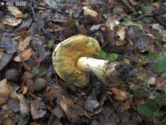Rubroboletus pulchrotinctus