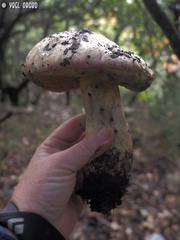 Rubroboletus pulchrotinctus