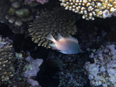 Amblyglyphidodon indicus