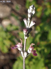 Teucrium creticum