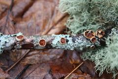 Nidulariaceae