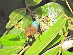 Astraptes fulgerator