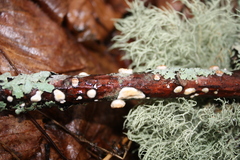 Nidulariaceae