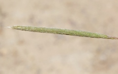 Gastridium phleoides