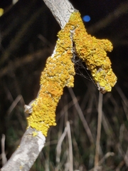 Xanthoria parietina