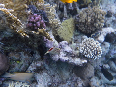 Chaetodon paucifasciatus