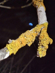 Xanthoria parietina
