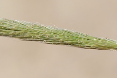 Gastridium phleoides