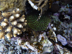 Leptoria phrygia
