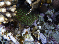 Leptoria phrygia