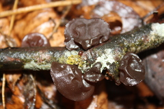 Exidia