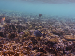 Acanthurus sohal