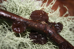 Exidia