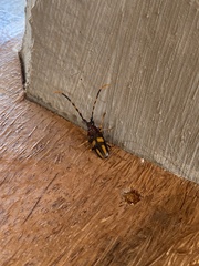 Dendrobias mandibularis