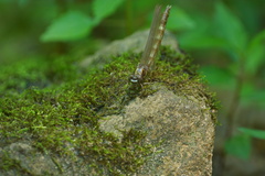 Progomphus obscurus