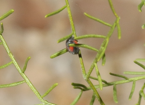 Native Anovia