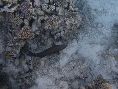 Epinephelidae