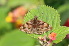 Carcharodus tripolina