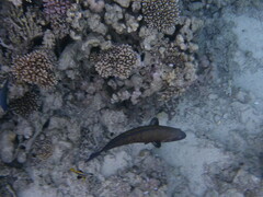Epinephelidae