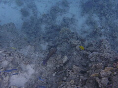 Epinephelidae
