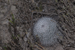 Mammillaria haageana