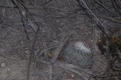 Mammillaria haageana