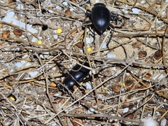 Tenebrionidae