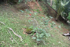 Calliandra tweediei