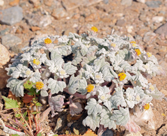 Psathyrotes ramosissima