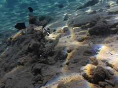 Parapercis hexophtalma