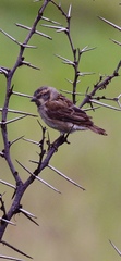 Passer rufocinctus