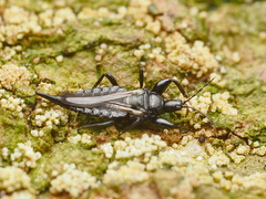 Phlaeothripidae