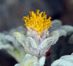 Psathyrotes ramosissima