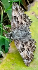 Carcharodus