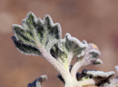 Psathyrotes ramosissima