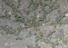 Tidestromia carnosa