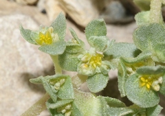 Tidestromia carnosa