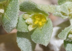 Tidestromia carnosa