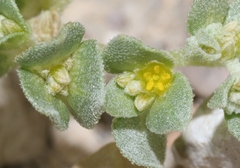 Tidestromia carnosa