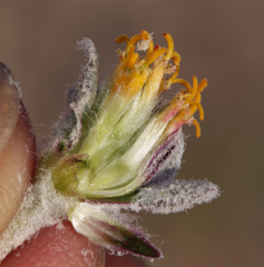 Psathyrotes ramosissima