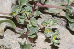 Tidestromia carnosa