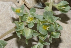 Tidestromia carnosa